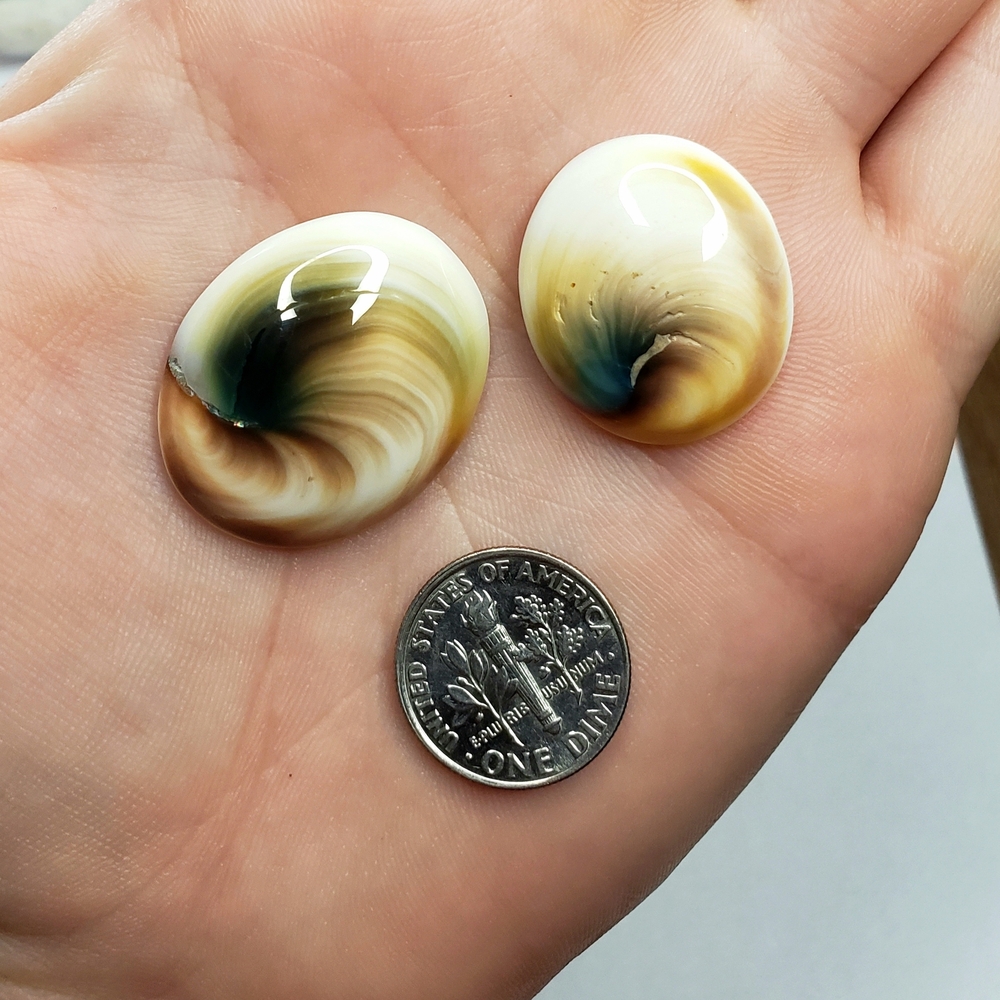 Shiva Shell Cabs